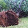 City Parks Lost 500 Trees In Tuesday Storm